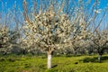 Plum trees in blossom in orchard on sunny spring day Royalty Free Stock Photo