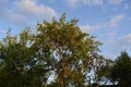 Plum trees in evening garden. Summer scene in fruit orchard