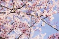 Plum trees with fresh pastel pink flowers in bloom, close up