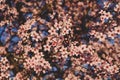 Plum trees with fresh pastel pink flowers in bloom, close up Royalty Free Stock Photo