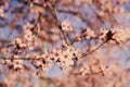 Plum trees with fresh pastel pink flowers in bloom, close up. Royalty Free Stock Photo