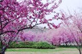 plum trees grove with branches in full flower Royalty Free Stock Photo