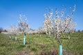 Plum trees orchard in bloom at springtime Royalty Free Stock Photo