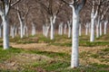 Plum trees in an orchard, early spring Royalty Free Stock Photo