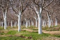 Plum trees in an orchard, early spring Royalty Free Stock Photo