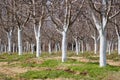 Plum trees in an orchard, early spring Royalty Free Stock Photo