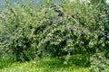 Plum trees in an orchard Royalty Free Stock Photo
