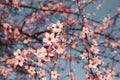 Plum trees with pink flowers in bloom in a sunny day.