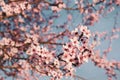 Plum trees with pink flowers in bloom in a sunny day