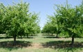 Plum trees Royalty Free Stock Photo