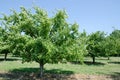 Plum trees Royalty Free Stock Photo