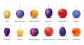 Plum varieties on white background