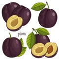 Plum , Vector.