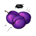 Plum vector drawing. Hand drawn isolated fruit. Summer food illustration.
