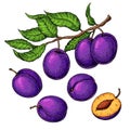 Plum vector drawing set. Hand drawn fruit, branch and sliced pie Royalty Free Stock Photo