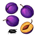 Plum vector drawing set. Hand drawn fruit and sliced pieces.