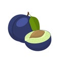 Plum vector illustration. Whole and cut blue plum fruit