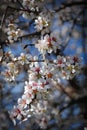 Plum white blooming blossom flowers in early spring. Springtime beauty