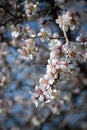 Plum white blooming blossom flowers in early spring. Springtime beauty