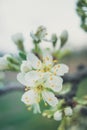 Plum white flowers on tree branch at spring in the evening