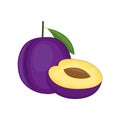 Plum, whole fruit and cut half, on white background. Vector illustration