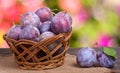 Plum in a wicker basket on the wooden table with sackcloth and blurred green background