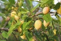 Plum yellow with green leaves growing in the garden. Plum. Plum on branch. Plum ripe