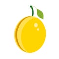 Plum yellow healthy ripe summer plant. Green tasty diet vector icon. Fruit food illustration organic berry