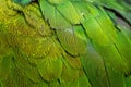Plumage Royalty Free Stock Photo