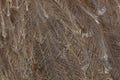 Plumage of the Darwin`s rhea Rhea pennata