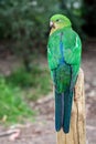 Plumage feathers on back of a female Australian King Parrot, Alisterus scapularis, perched on a fence post, Kennett River, Royalty Free Stock Photo