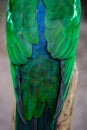 Plumage feathers on back of a female Australian King Parrot, Alisterus scapularis, perched on a fence post, Kennett River, Royalty Free Stock Photo