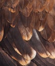 Plumage of a golden eagle