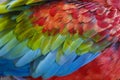 Abstract pattern of Macaw parrot feathers close-up Royalty Free Stock Photo
