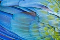 Abstract pattern of Macaw parrot feathers close-up Royalty Free Stock Photo