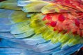 Abstract pattern of Macaw parrot feathers close-up Royalty Free Stock Photo