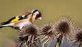 Plumage, Seeds, European, Thistles., Feeding, Goldfinch, Juvenile, Carduelis., Carduelis