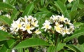Plumaria flower Royalty Free Stock Photo