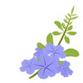 Plumbago auriculata are blooming with green flower bud and leaves Royalty Free Stock Photo