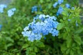 Plumbago auriculata, blue plumbago, Cape blumbago Royalty Free Stock Photo