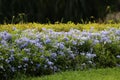 Plumbago auriculata blue color tiny flowers decorate in the park and soft daylight in the evening time