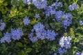 Plumbago auriculata blue flowering plant, cape leadwort five petals flowers in bloom Royalty Free Stock Photo