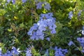 Plumbago auriculata blue flowering plant, cape leadwort five petals flowers in bloom Royalty Free Stock Photo