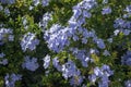 Plumbago auriculata blue flowering plant, cape leadwort five petals flowers in bloom Royalty Free Stock Photo