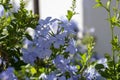 Plumbago auriculata blue flowering plant, cape leadwort five petals flowers in bloom Royalty Free Stock Photo