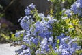 Plumbago auriculata blue flowering plant, cape leadwort five petals flowers in bloom Royalty Free Stock Photo