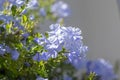 Plumbago auriculata blue flowering plant, cape leadwort five petals flowers in bloom Royalty Free Stock Photo