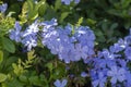 Plumbago auriculata blue flowering plant, cape leadwort five petals flowers in bloom Royalty Free Stock Photo