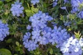 Plumbago auriculata blue flowering tropical plants, cape leadwort five petals flowers in bloom Royalty Free Stock Photo
