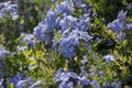 Plumbago auriculata blue flowering tropical plants, cape leadwort five petals flowers in bloom Royalty Free Stock Photo